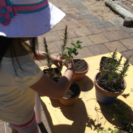 child potting plants